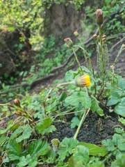 Tussilago farfara