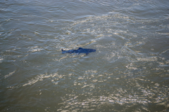 Steindachneridion melanodermatum