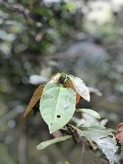 Alchornea