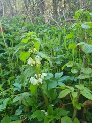 Lamium album
