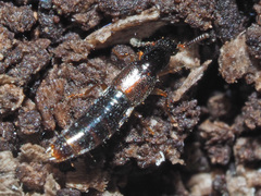 Gabrius splendidulus