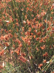 Willdenowia incurvata