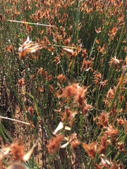 Willdenowia incurvata