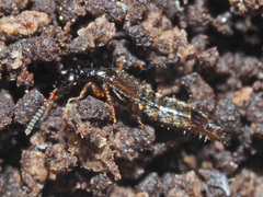 Gabrius splendidulus