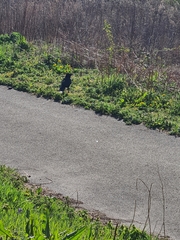 Corvus corone