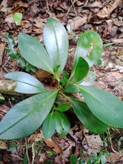 Corynocarpus
