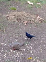 Molothrus bonariensis