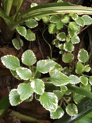 Coleus forsteri