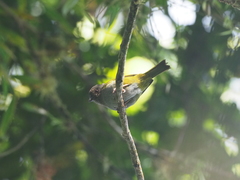 Chlorospingus semifuscus
