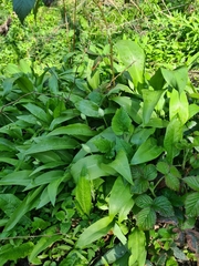Allium ursinum