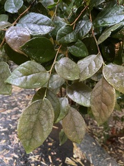 Loropetalum