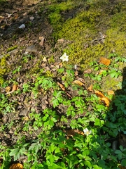 Anemonoides nemorosa