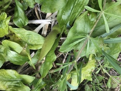 Arum maculatum