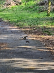 Sciurus carolinensis