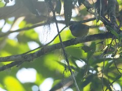 Myiothlypis coronata