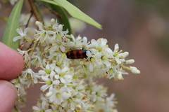 Castiarina crenata