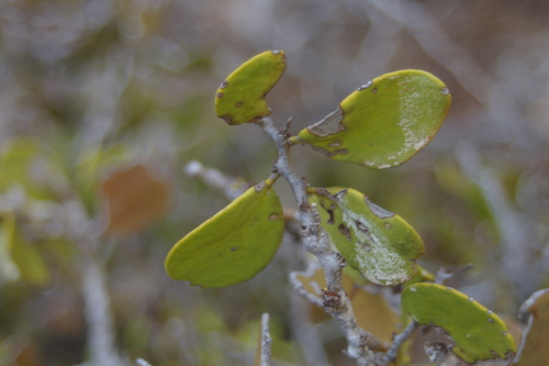 Image of Maytenus octogona by no rights reserved