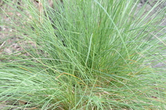 Festuca roemeri