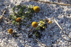 Oncosiphon sabulosus