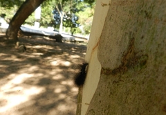 Apistosia judas