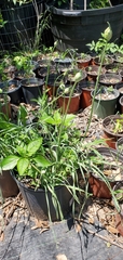 Allium fraseri