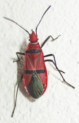 Dysdercus fasciatus