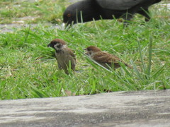Passer montanus