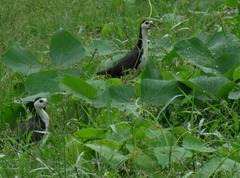 Amaurornis phoenicurus