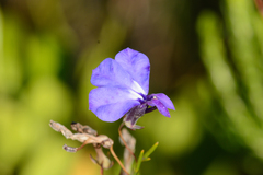 Lobelia setacea