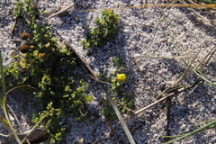 Oncosiphon sabulosus