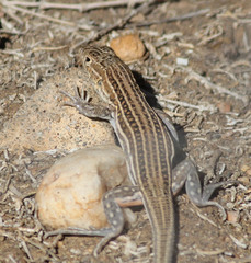 Acanthodactylus erythrurus