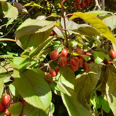 Magnoliopsida