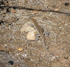 Acanthodactylus erythrurus