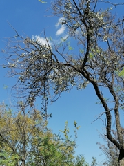 Agelanthus natalitius zeyheri