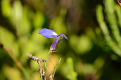Lobelia setacea