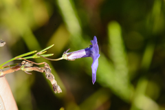 Lobelia setacea