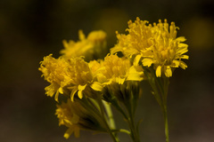 Hymenothrix wislizeni