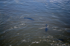 Steindachneridion melanodermatum