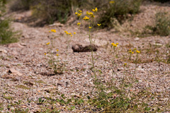 Hymenothrix wislizeni