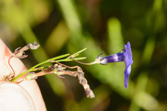 Lobelia setacea