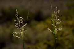 Sporobolus flexuosus