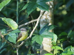 Myiodynastes hemichrysus