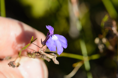 Lobelia setacea