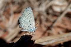 Hemiargus hanno