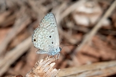 Hemiargus hanno