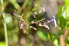 Lobelia setacea