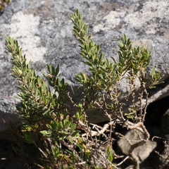 Psoralea obliqua