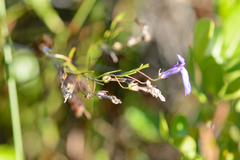 Lobelia setacea