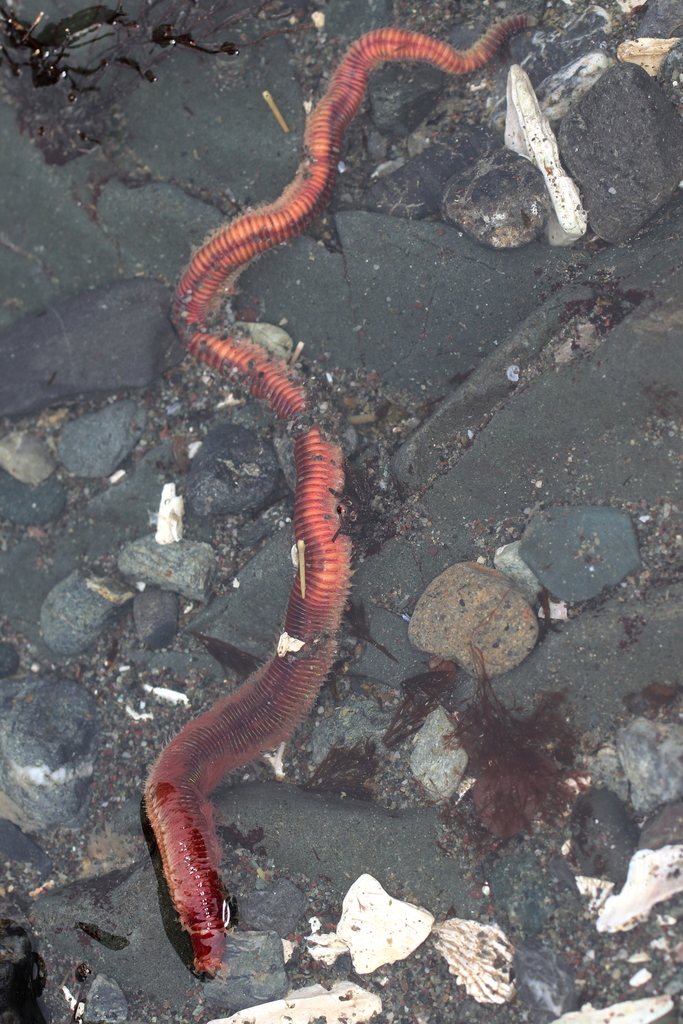 Leodice valens