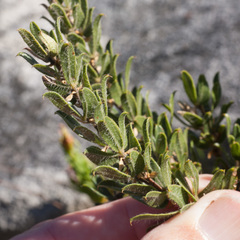 Psoralea obliqua